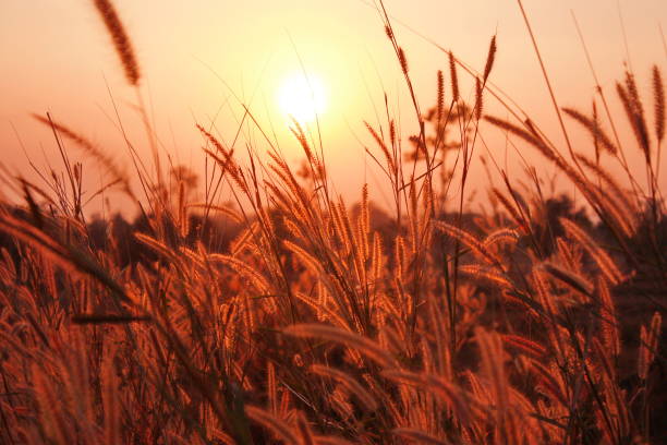 istock The nature grass flower in sunset 835751382