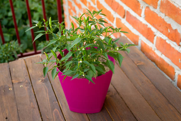 istock Hot pepper in a pots on the table 835754316