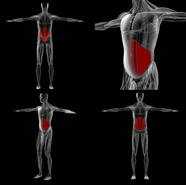 renderização 3d anatomia abdominal do músculo para o ensino em laboratório - external oblique - fotografias e filmes do acervo