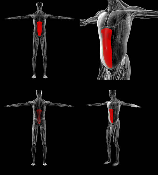 istock 3d rendering medically accurate illustration of the rectus abdominis 835754922