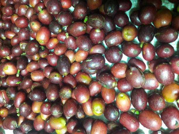istock Gayo Arabica Coffee 835758366