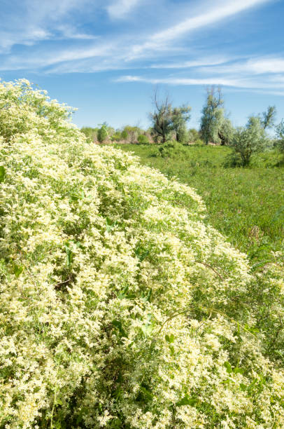 istock steppe, prairie, veldt, veld, flood plain 835758624