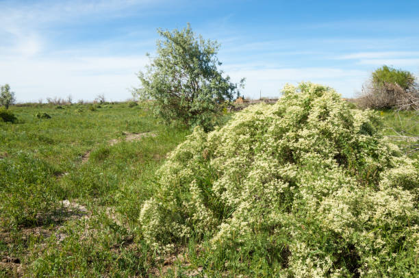 istock steppe, prairie, veldt, veld, flood plain 835758648