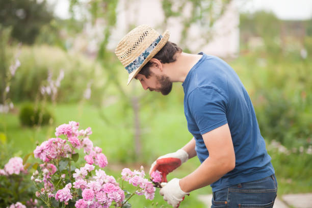 istock Gardener wearing gloves and straw hat pruning rose flowers 835761816