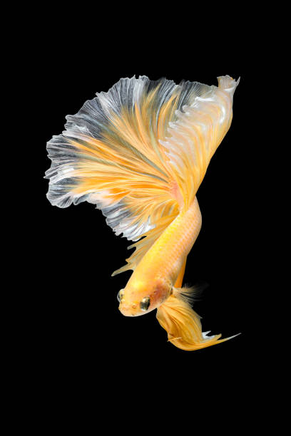 istock Close up art movement of Betta fish,Siamese fighting fish 835764146
