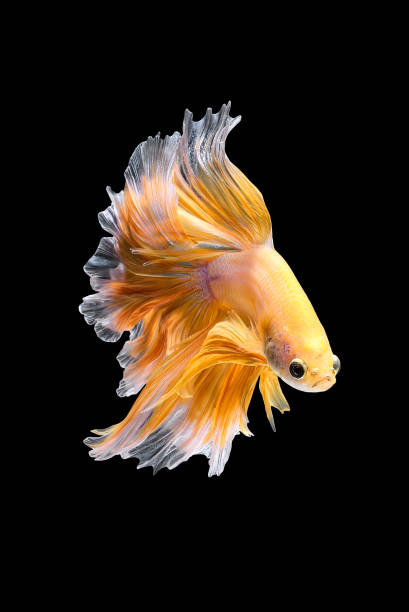 istock Close up art movement of Betta fish,Siamese fighting fish 835764174
