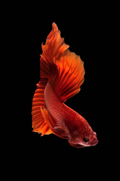 fechar o movimento de arte do peixe betta, peixe-lutador-siamês - siamese fighting fish fish pets underwater - fotografias e filmes do acervo