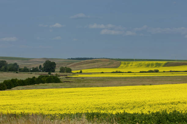 istock Aerial view on the large colza field. 835764894