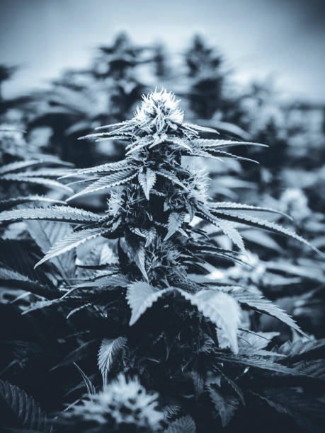 istock Black and White Indoor Cannabis Plant with Marijuana Bud Forming 835765150