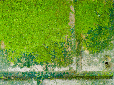 Artistic and fresh moss at the one wall
