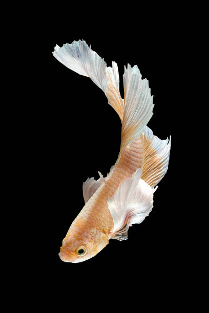 istock Close up art movement of Betta fish,Siamese fighting fish 835765700