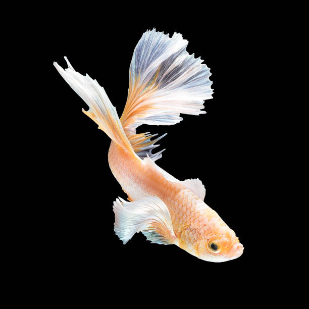 istock Close up art movement of Betta fish,Siamese fighting fish 835765702