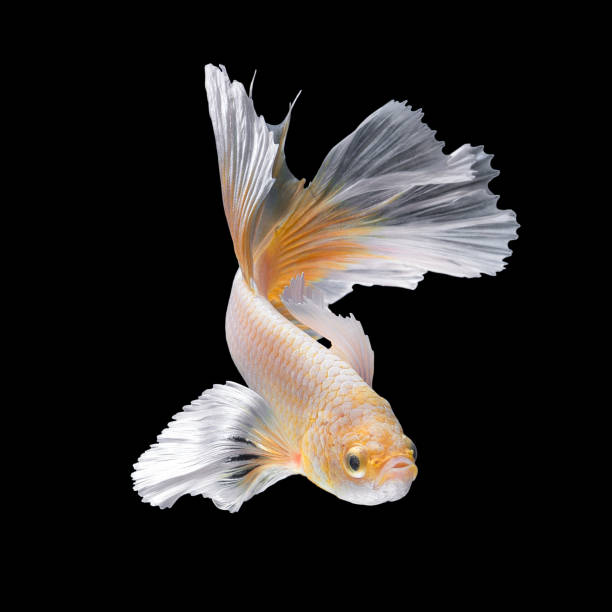 fechar o movimento de arte do peixe betta, peixe-lutador-siamês - siamese fighting fish aquarium fish isolated - fotografias e filmes do acervo