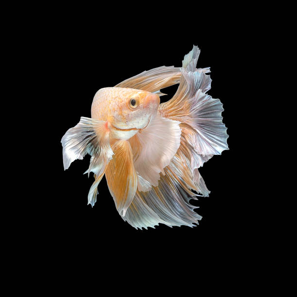 Close up art movement of Betta fish,Siamese fighting fish Close up art movement of Betta fish,Siamese fighting fish isolated on black background.Fine art design concept. betta crowntail stock pictures, royalty-free photos & images