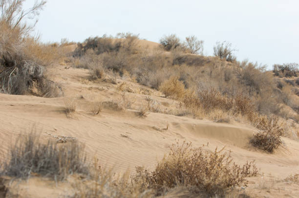 sand spring steppe - passerculus sandwichensis imagens e fotografias de stock