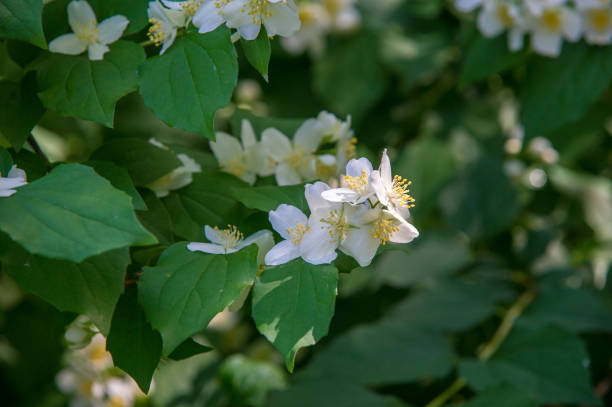 jasmine flowers. an old world shrub or climbing plant that bears fragrant flowers used in perfumery or tea. it is popular as an ornamental. - 2333 imagens e fotografias de stock