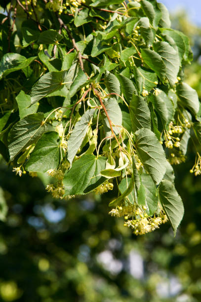 lindenblüten. soft-fokus. blühenden linden niederlassung in junitag.  ein laubbaum mit herzförmigen blättern und duftenden gelblichen blüten, - 2359 stock-fotos und bilder