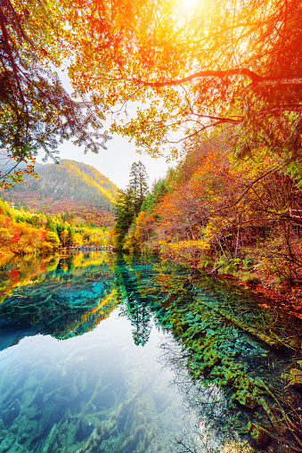 Amazing view of the Five Flower Lake (Multicolored Lake) among fall woods in Jiuzhaigou nature reserve, China. Submerged tree trunks are visible in azure water. The sun is shining through foliage.