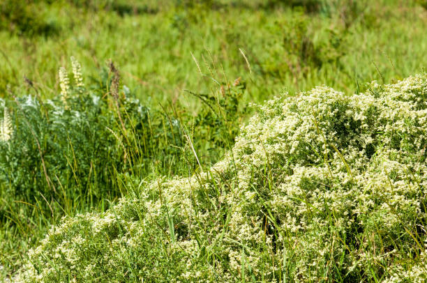 istock steppe, prairie, veldt, veld, flood plain 835780116