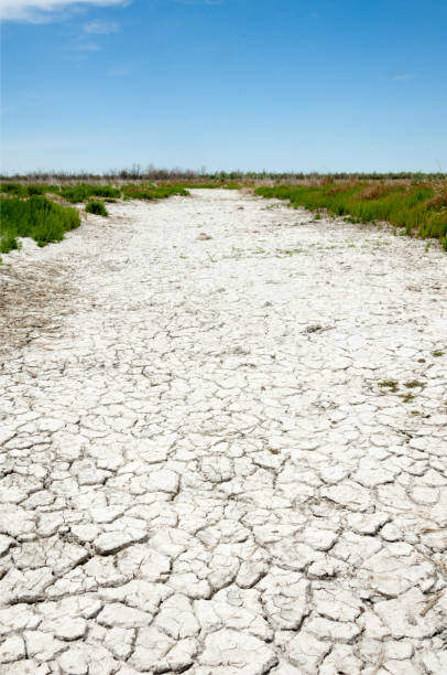 istock Steppe saline soils. saline  salt  in salt.  steppe  prairie  veldt veld. 835780374