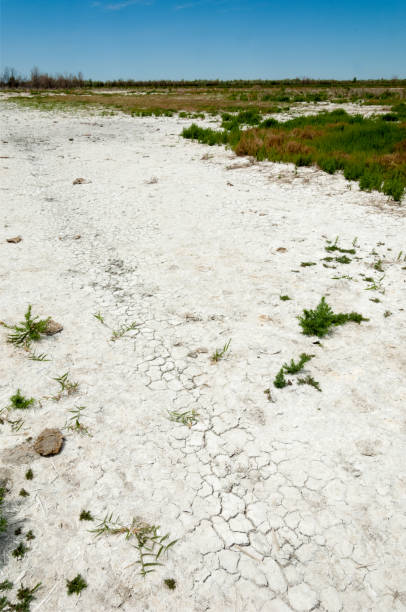 istock Steppe saline soils. saline  salt  in salt.  steppe  prairie  veldt veld. 835780396