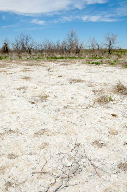 istock Steppe saline soils. saline  salt  in salt.  steppe  prairie  veldt veld. 835780398