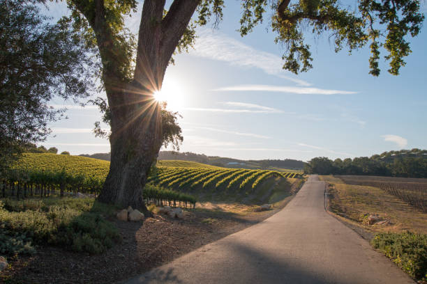 калифорнийская долина дубовое дерево с ранним утром солнечные лучи в пасо роблес вино страны в центральной калифорнии соединенные штаты - valley oak стоковые фото и изображения
