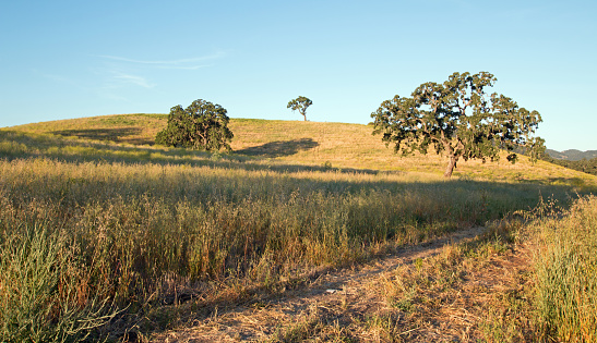 California Valley Oak Trees in plowed fields under clear blue skies in Paso Robles wine country in Central California United States