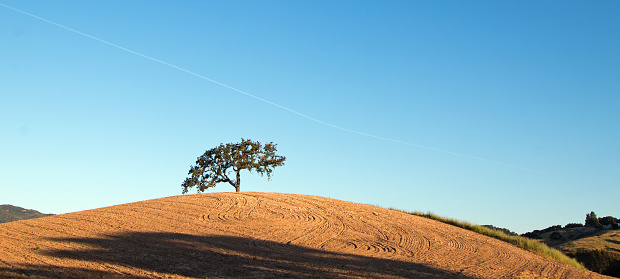 California Valley Oak Tree in plowed fields under clear blue skies in Paso Robles wine country in Central California United States