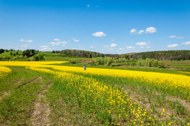 istock Aerial view on the large colza field. 835784192