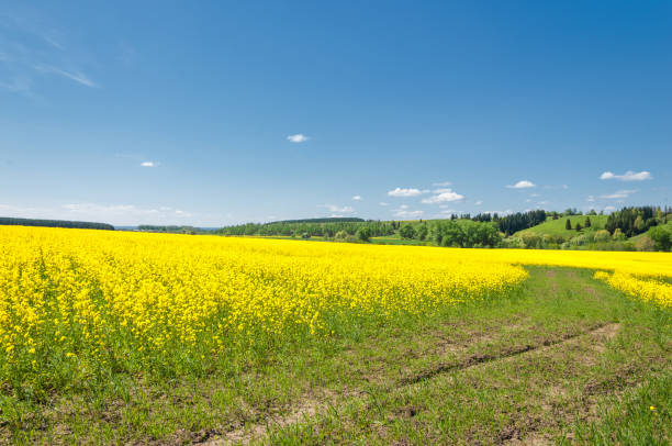 istock Aerial view on the large colza field. 835784206