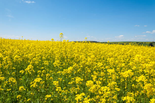 istock Aerial view on the large colza field. 835784214