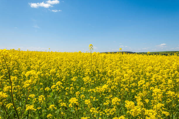 istock Aerial view on the large colza field. 835784218
