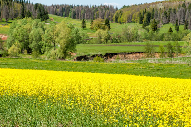 istock Aerial view on the large colza field. 835784290
