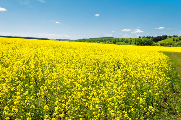 istock Aerial view on the large colza field. 835784292