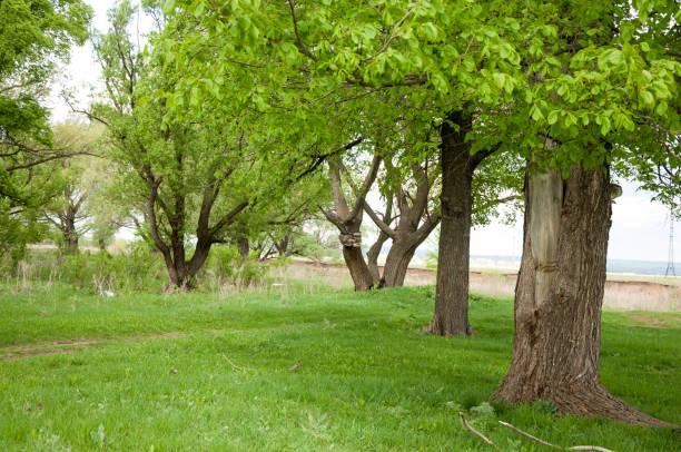 istock Summer oak copse. a small wood, or group of trees. 835784364