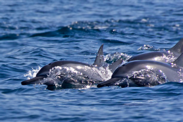 Group of bottlenose dolphins - Oman stock photo