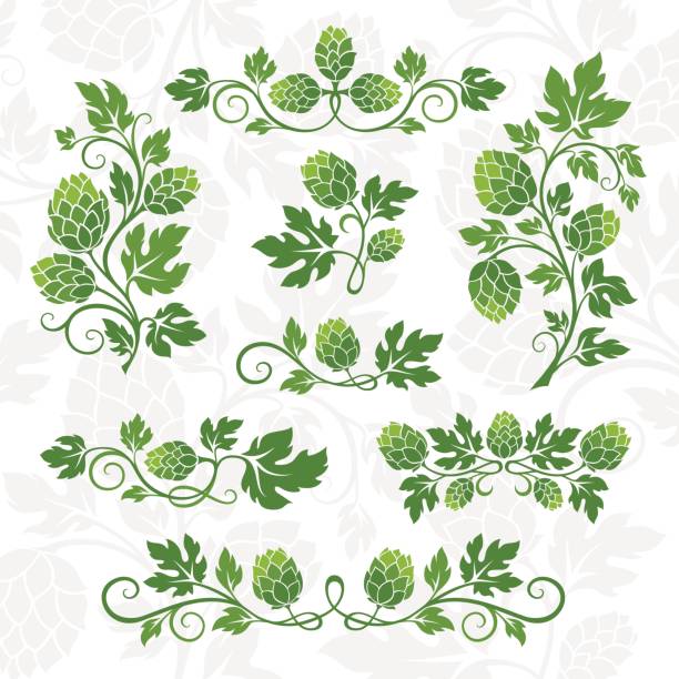 Hop decoration elements. Hop decoration elements. Dividers, branches with leaves and hop cones. hops crop illustrations stock illustrations