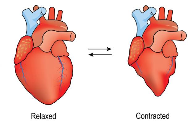 verschiedene illustrationen für menschliche herz. einfache bilder für menschliche herz zeichnen. gliederung und farbigen versionen. - muscular contraction stock-grafiken, -clipart, -cartoons und -symbole