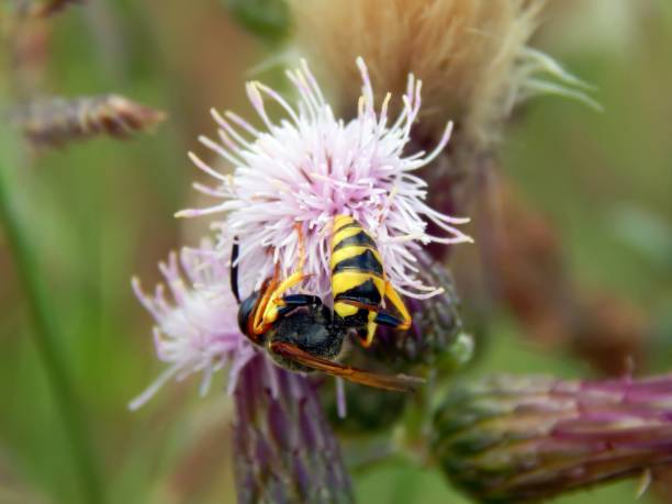 istock Wild wasp on a close-up flower 835801800