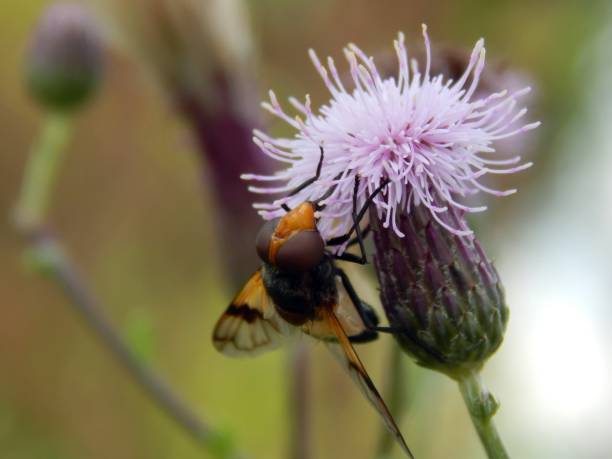 istock Wild wasp on a close-up flower 835801806