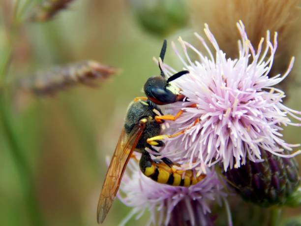istock Wild wasp on a close-up flower 835801816