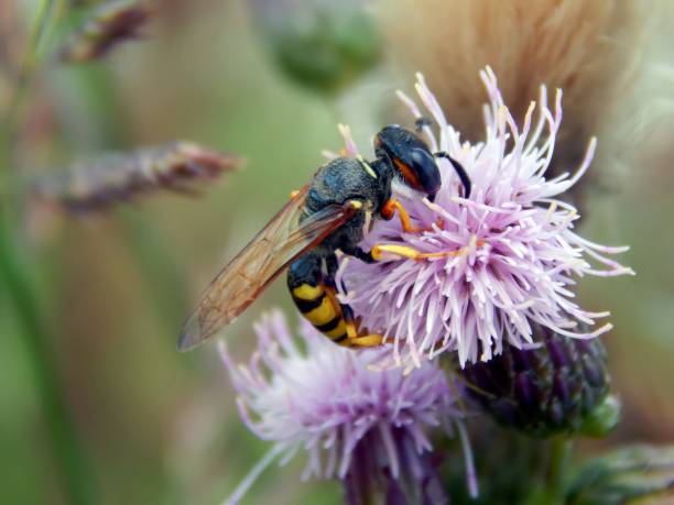 istock Wild wasp on a close-up flower 835801820