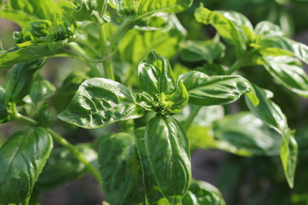 istock Fresh organic basil plant grows up in garden 835805064