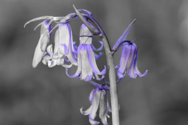 colorsplash of a single bluebell flower