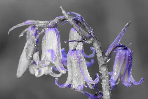 colorsplash of a bluebell flower covered in dew droplets