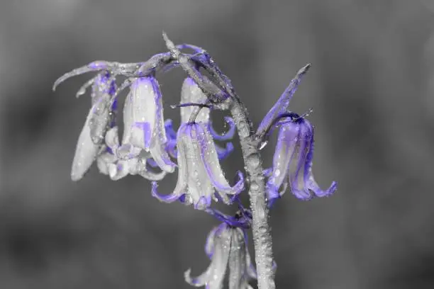 colorsplash of a bluebell flower covered in dew droplets