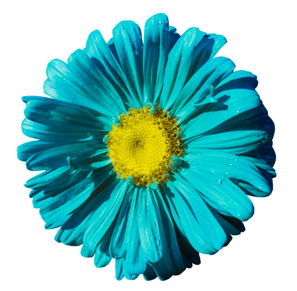 istock Flower turquoise Chamomile on white isolated background with clipping path. Daisy turquoise-yellow with droplets of water for design.  Closeup. Nature. 835806082