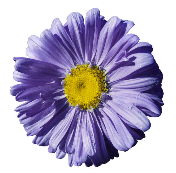 istock Flower violet Chamomile on white isolated background with clipping path. Daisy purple-yellow with droplets of water for design.  Closeup. Nature. 835806248