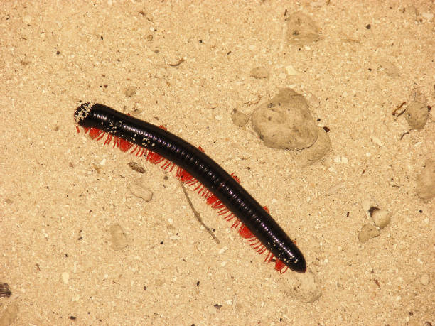 Top view of giant African millipede (Archispirostreptus gigas) crawling on the beach sand Top view of giant African millipede (Archispirostreptus gigas) crawling on the beach sand.It is a widespread species in lowland parts of East Africa, from Mozambique to Kenya giant african millipede stock pictures, royalty-free photos & images